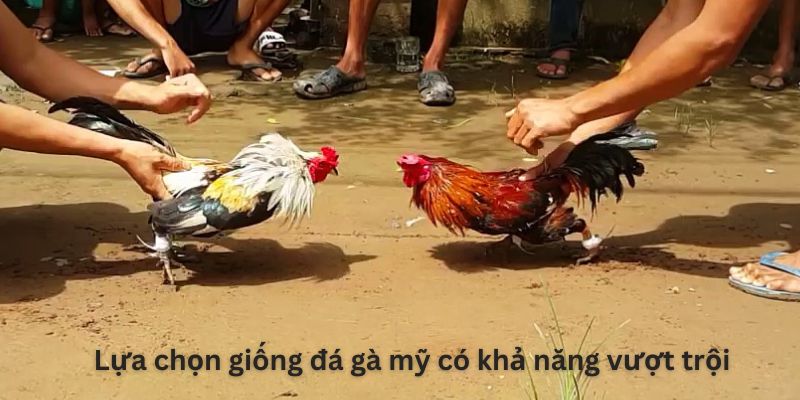 Lựa chọn giống đá gà Mỹ có khả năng vượt trội